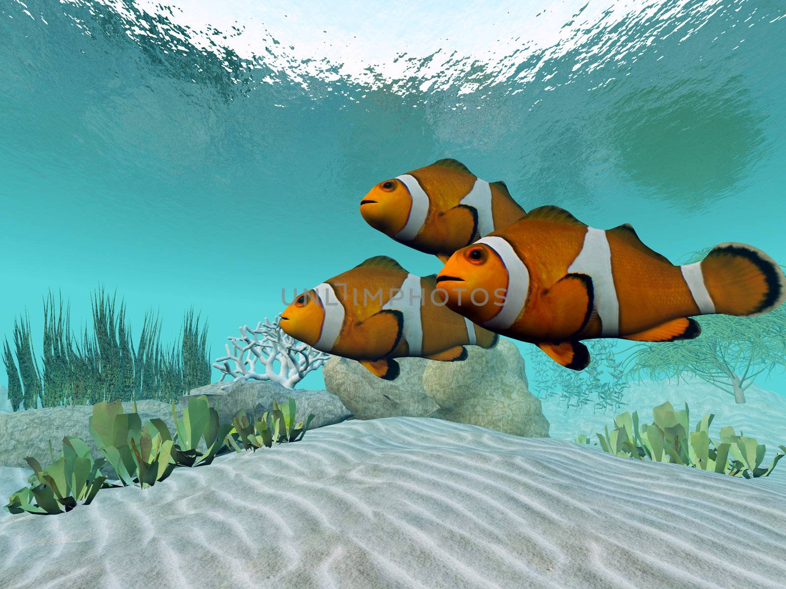 Three cute Clownfish swim together and watch for predators.