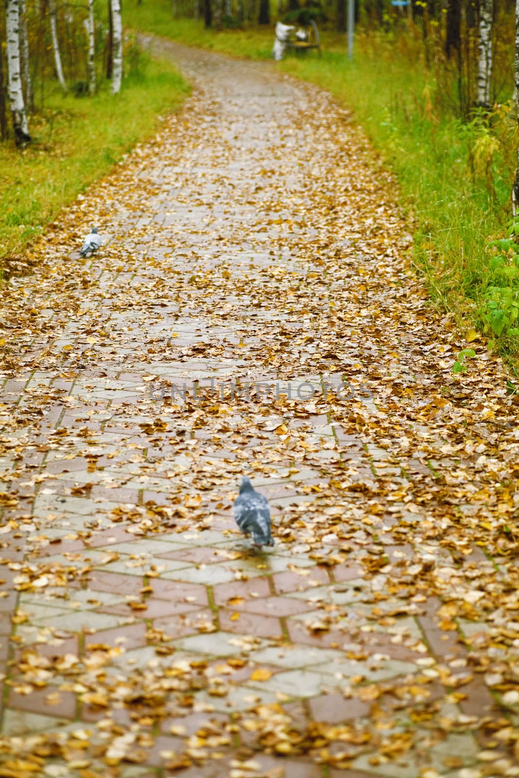 lane covered with yellow foliage in city park in the autumn afternoon