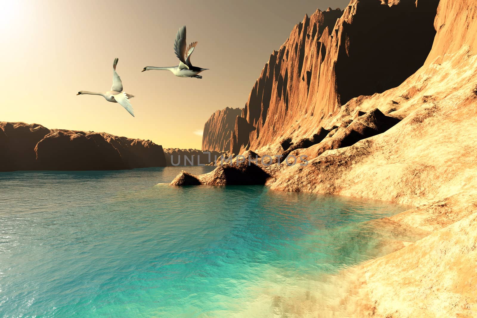 Two Mute Swans take flight after resting at this wilderness seashore.