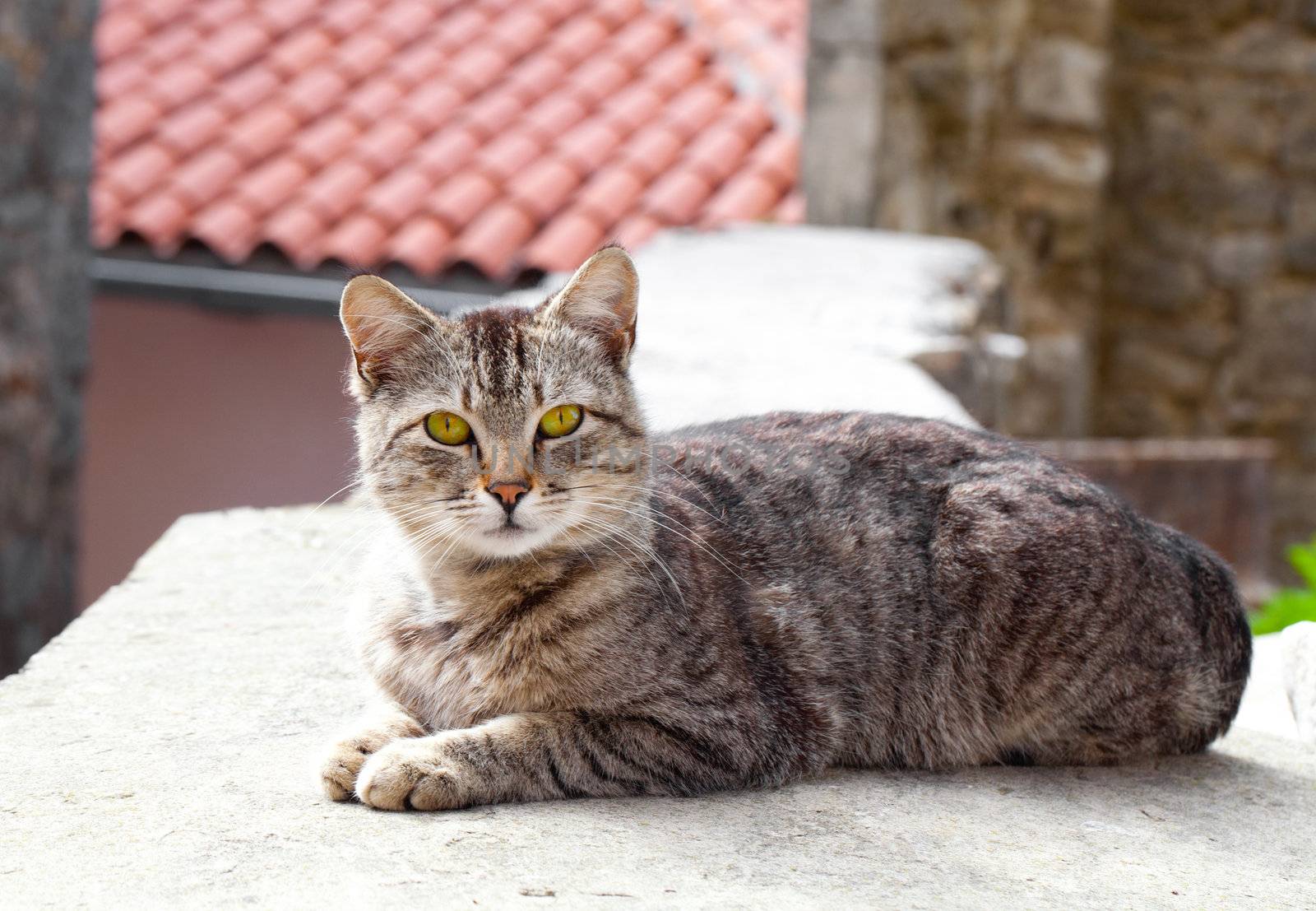 cat