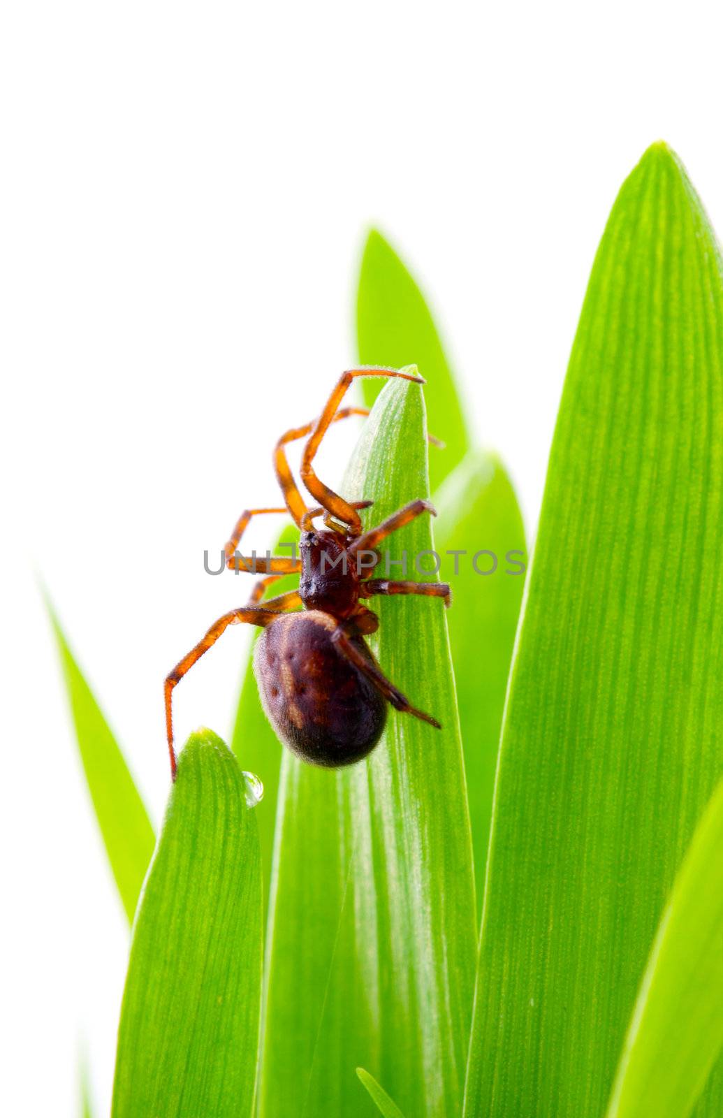 A brown spider on green grass by motorolka