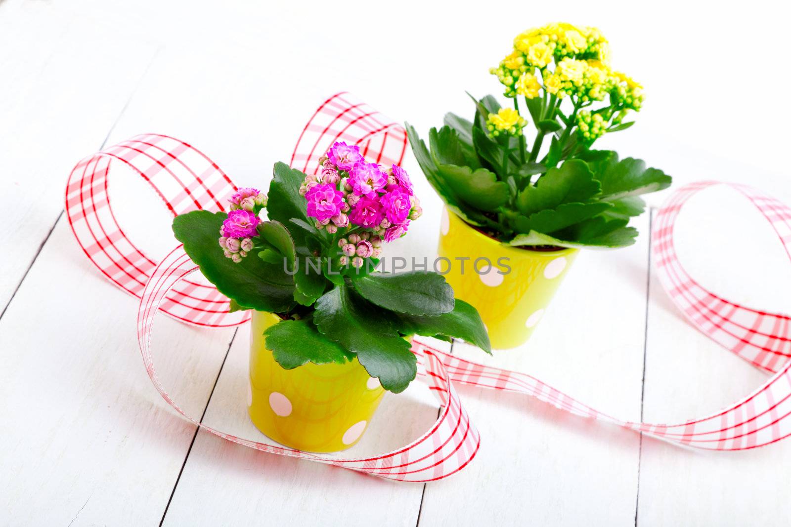 Kalanchoe bush in a green pot