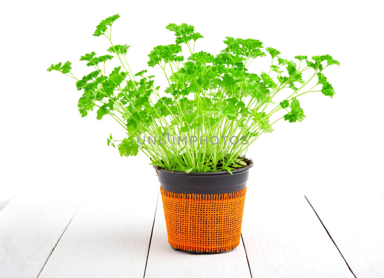 parsley isolated on white background.