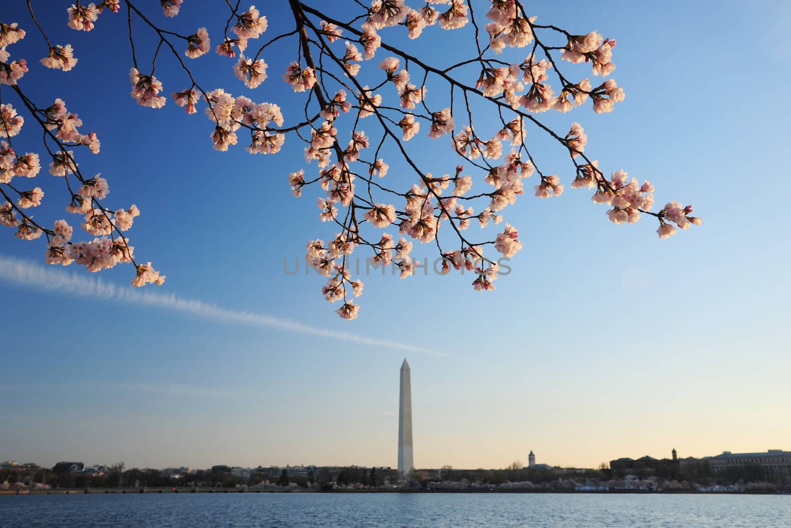 cherry blossom flower with washington monument at washington DC