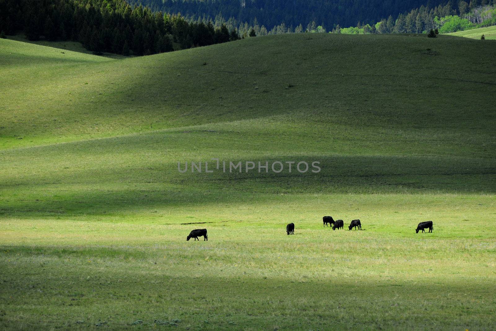 cattle in green grass field by porbital