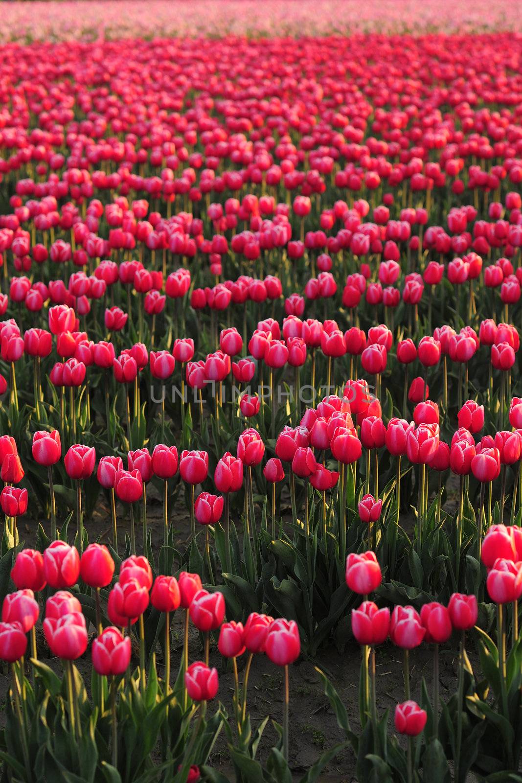 pink tulip farm from mount vernon, washington