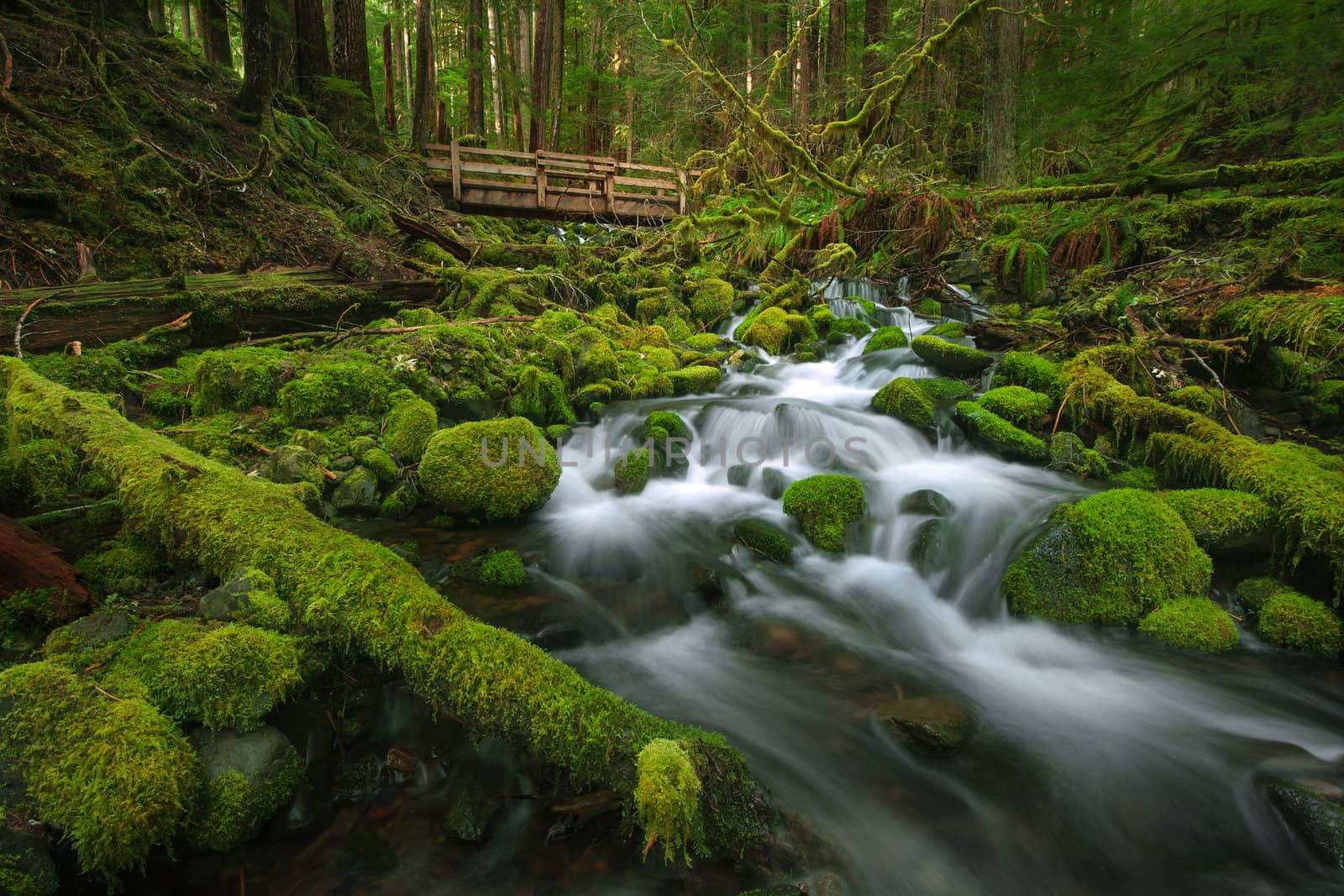 lush green creek in rain forest in washington