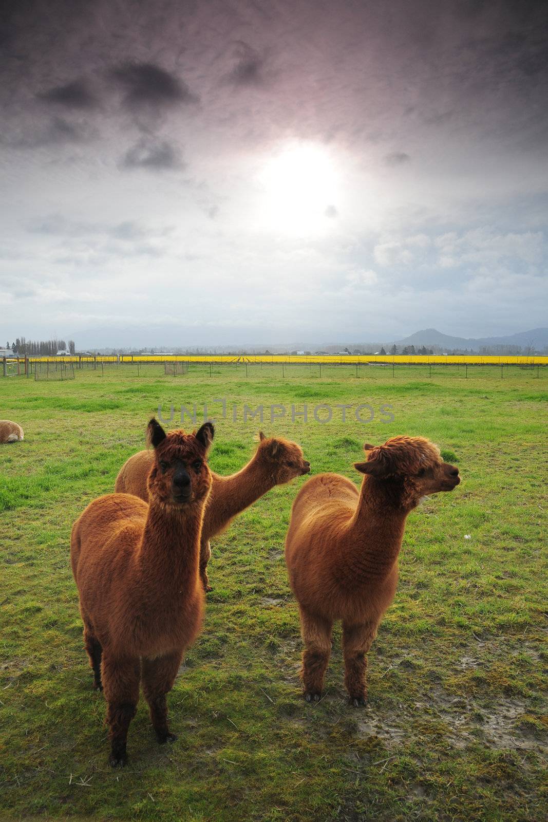 Alpaca in grass field with sun on the sky