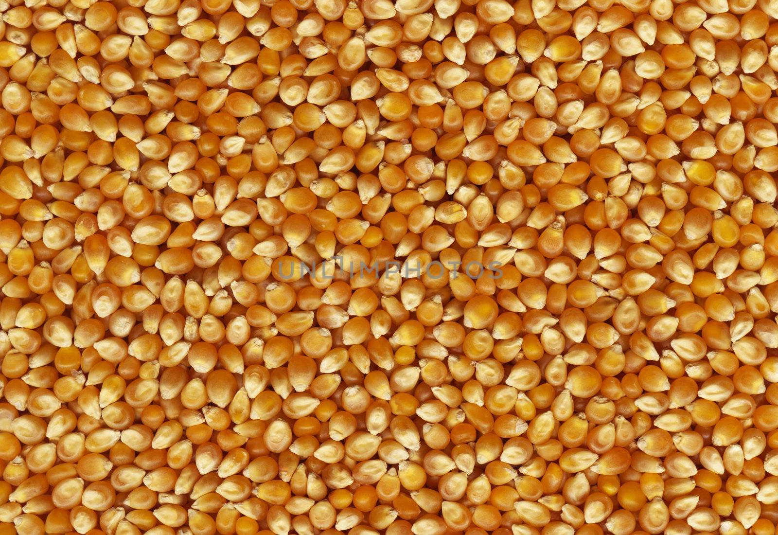 Pronounced texture of grain corn, the high accuracy of the details