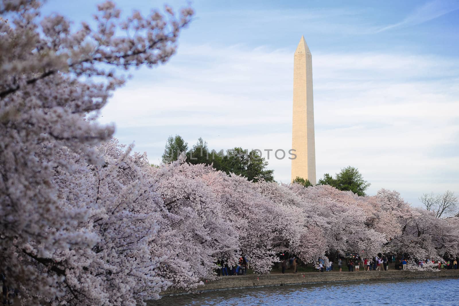 cherry blossom at washington memorial by porbital