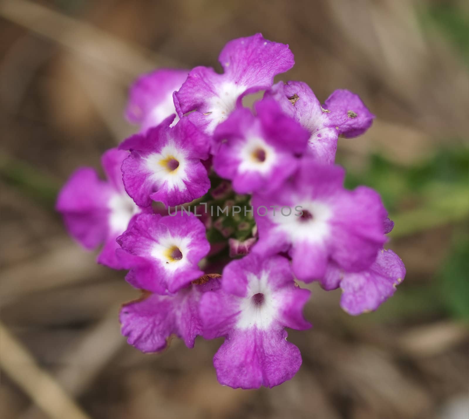 Lantana montevidensis  noxious toxic invasive introduced weed in Australia