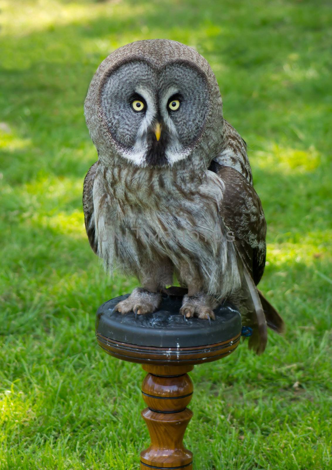 Looking owl, sitting n a bird stand