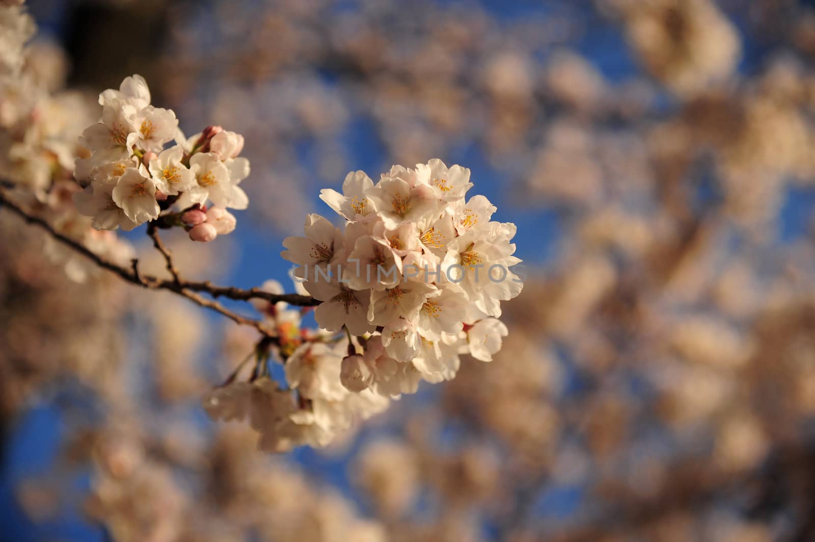 a branch of white cherry blossom from Tidal Basin at Washington DC