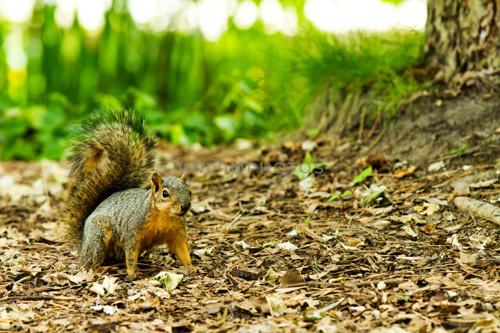 This animal heard a noise and was startled.