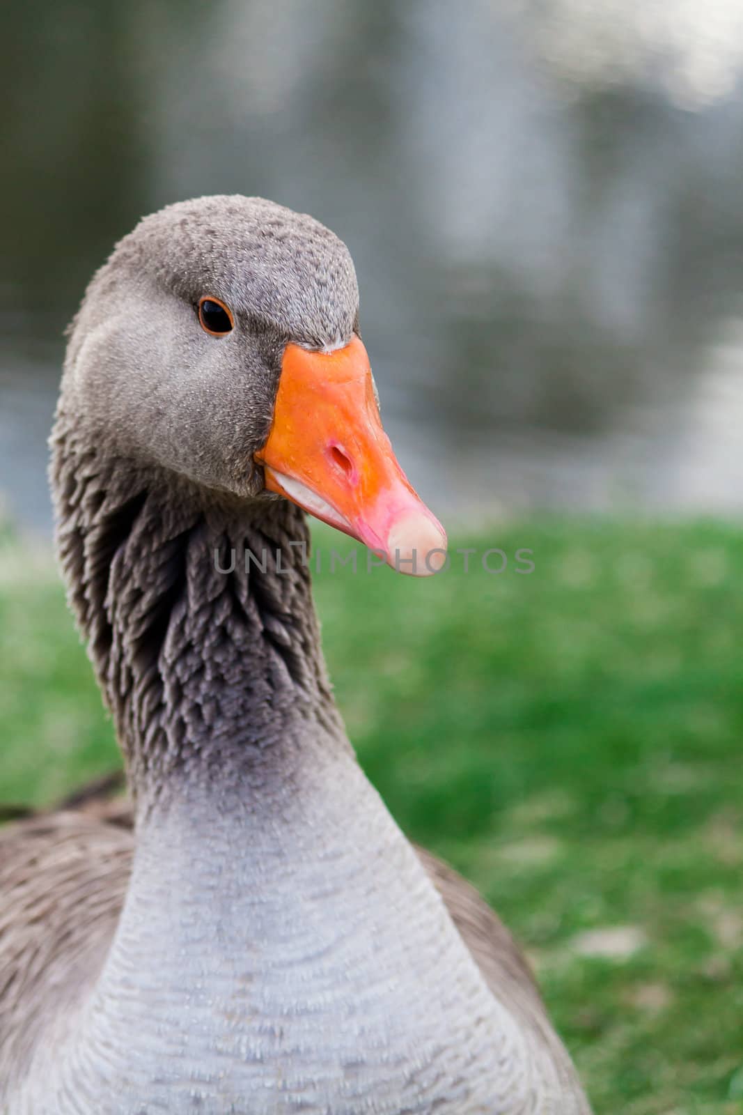 A portrait of a graylag goose with narrow depth of field with water and a pond in the background