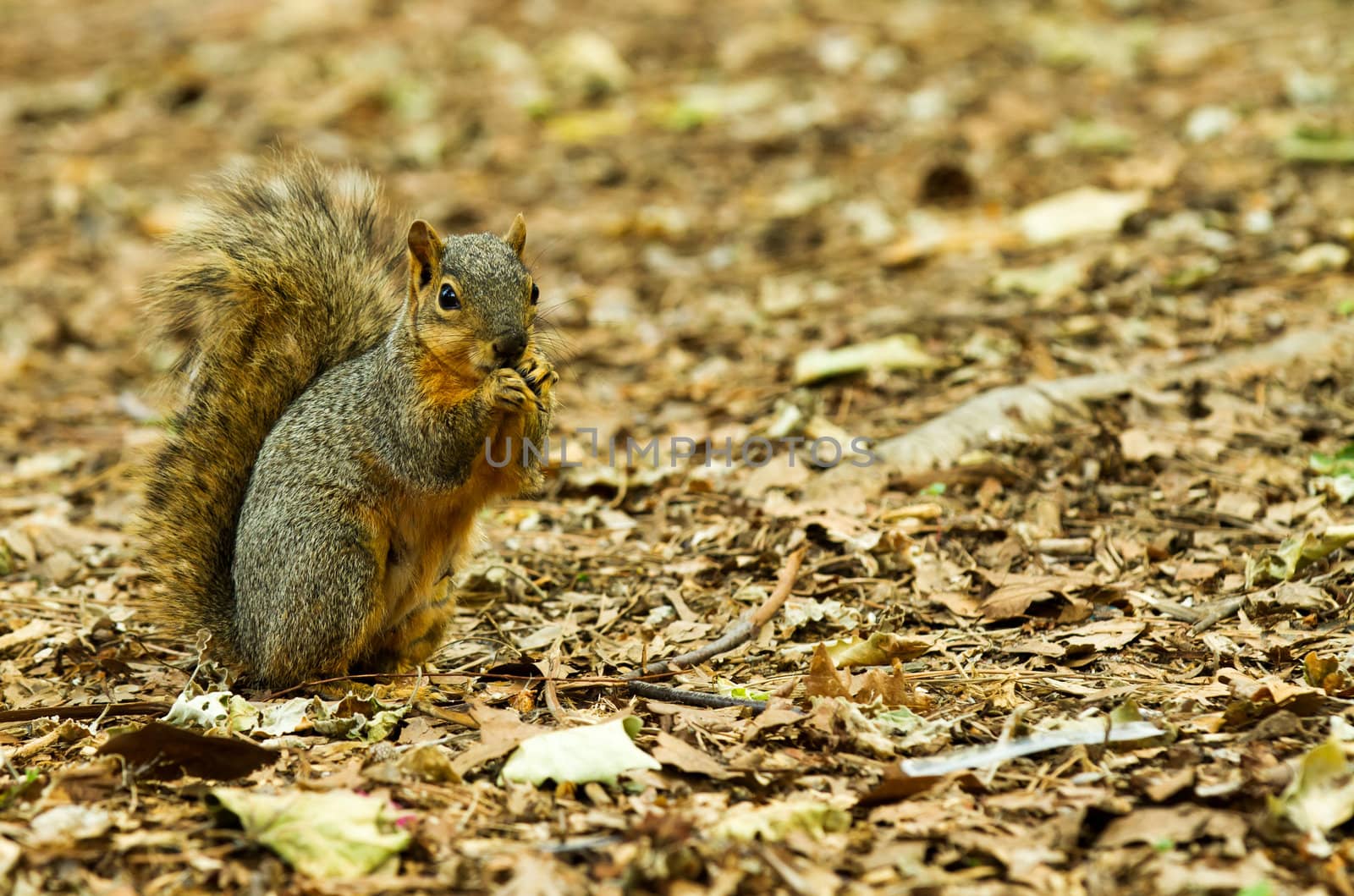 Photo of a squirrel on a ground of leaves, copy space is available to the right of the image.