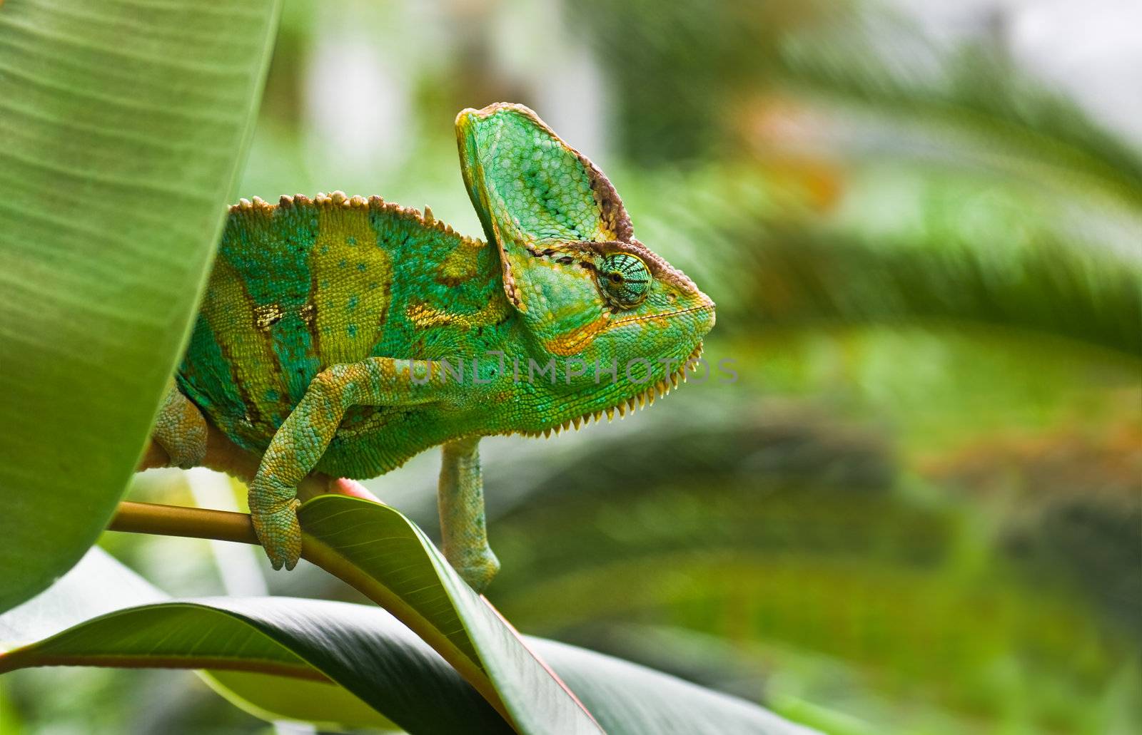 Green Jemenchameleon or Chamaelio calyptratus by Colette