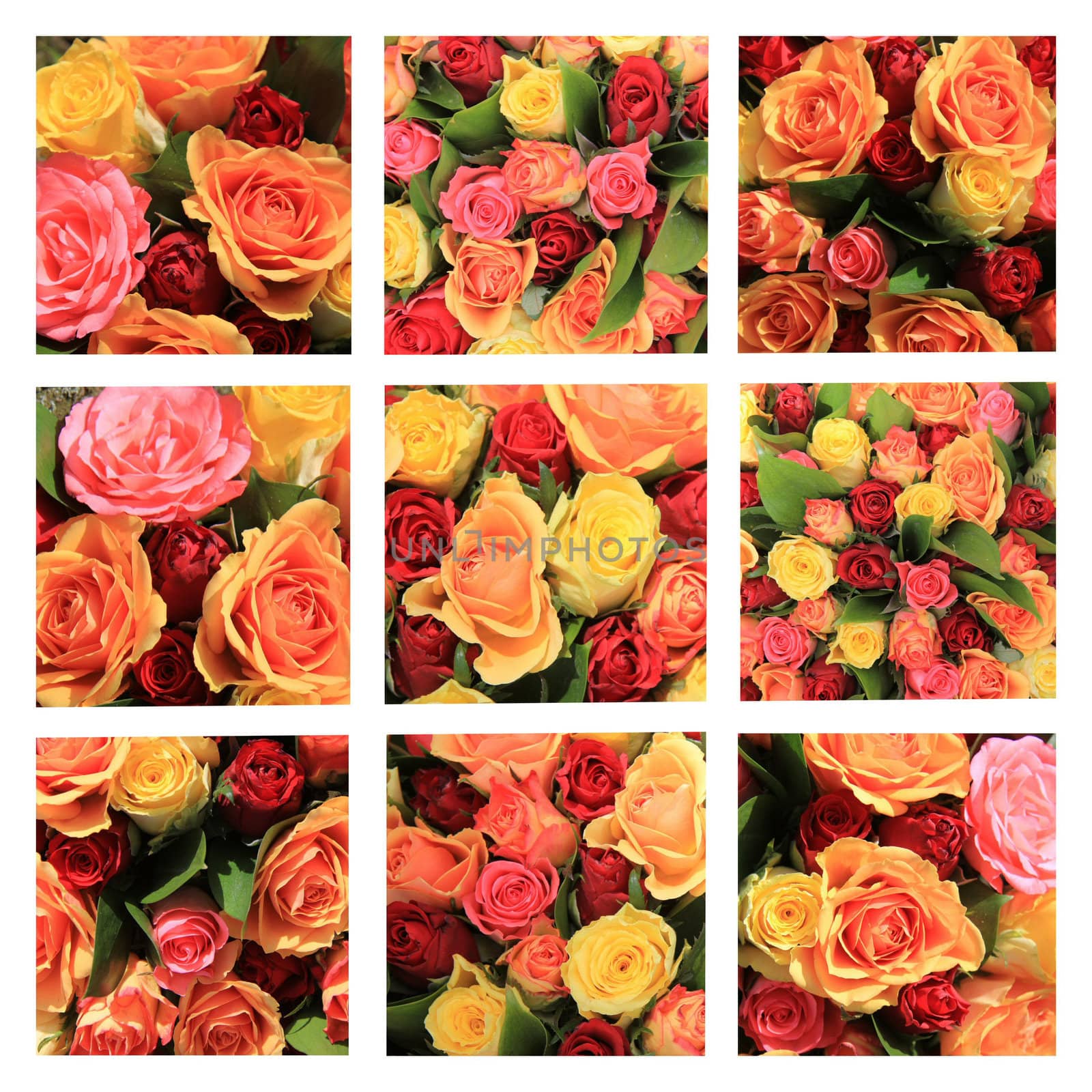 xL-collage made from 9 different high resolution rose images in yellow, pink, orange and red
