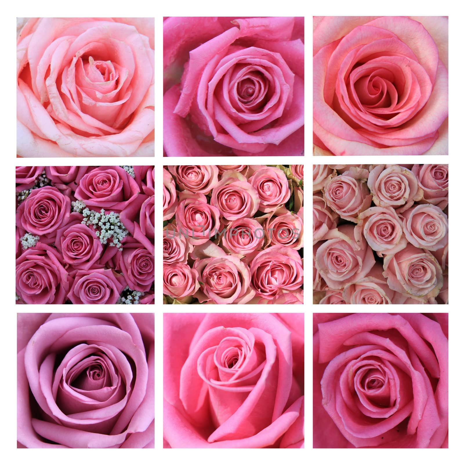 Pink rose collage by studioportosabbia