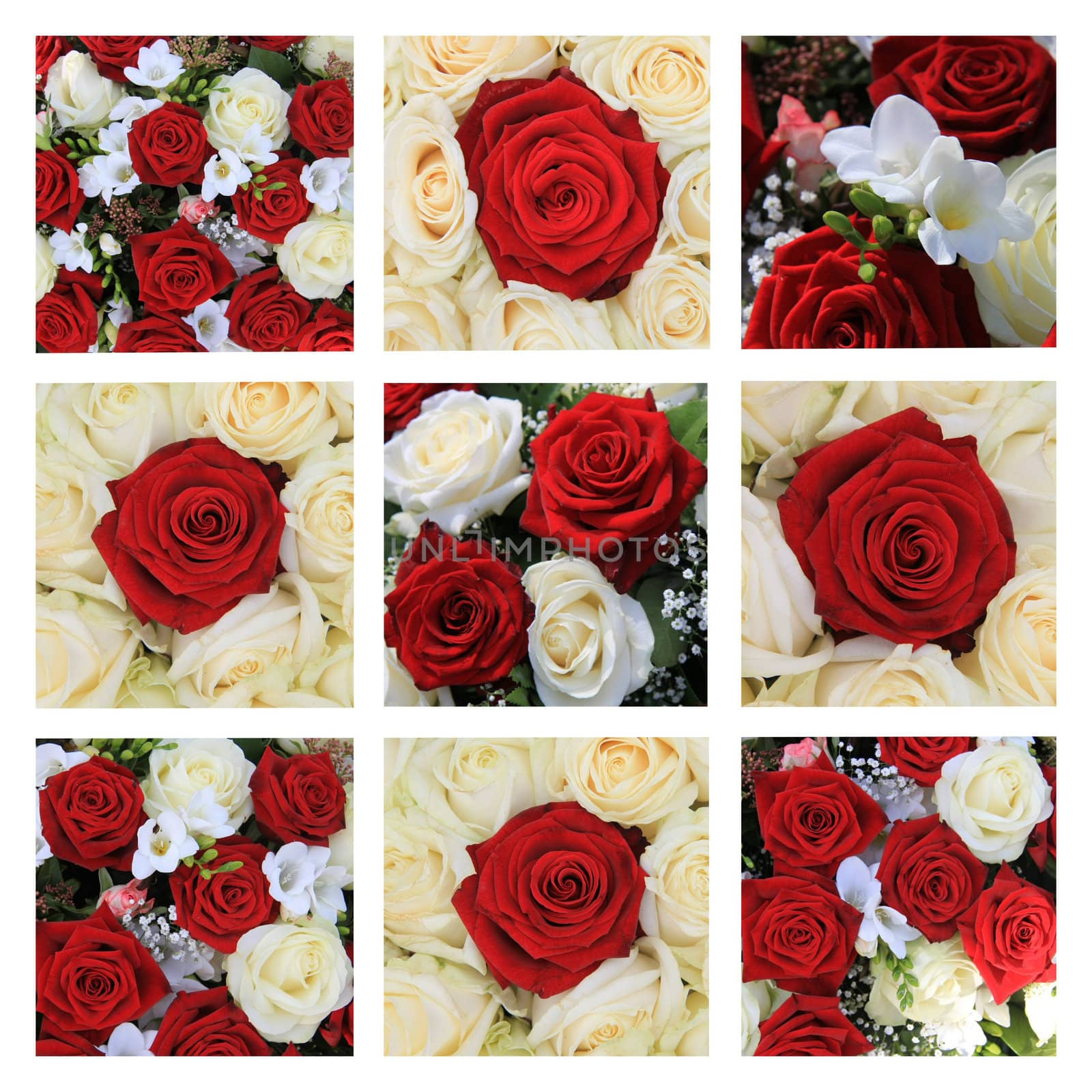 xL-collage made from 9 different high resolution rose images in red and white