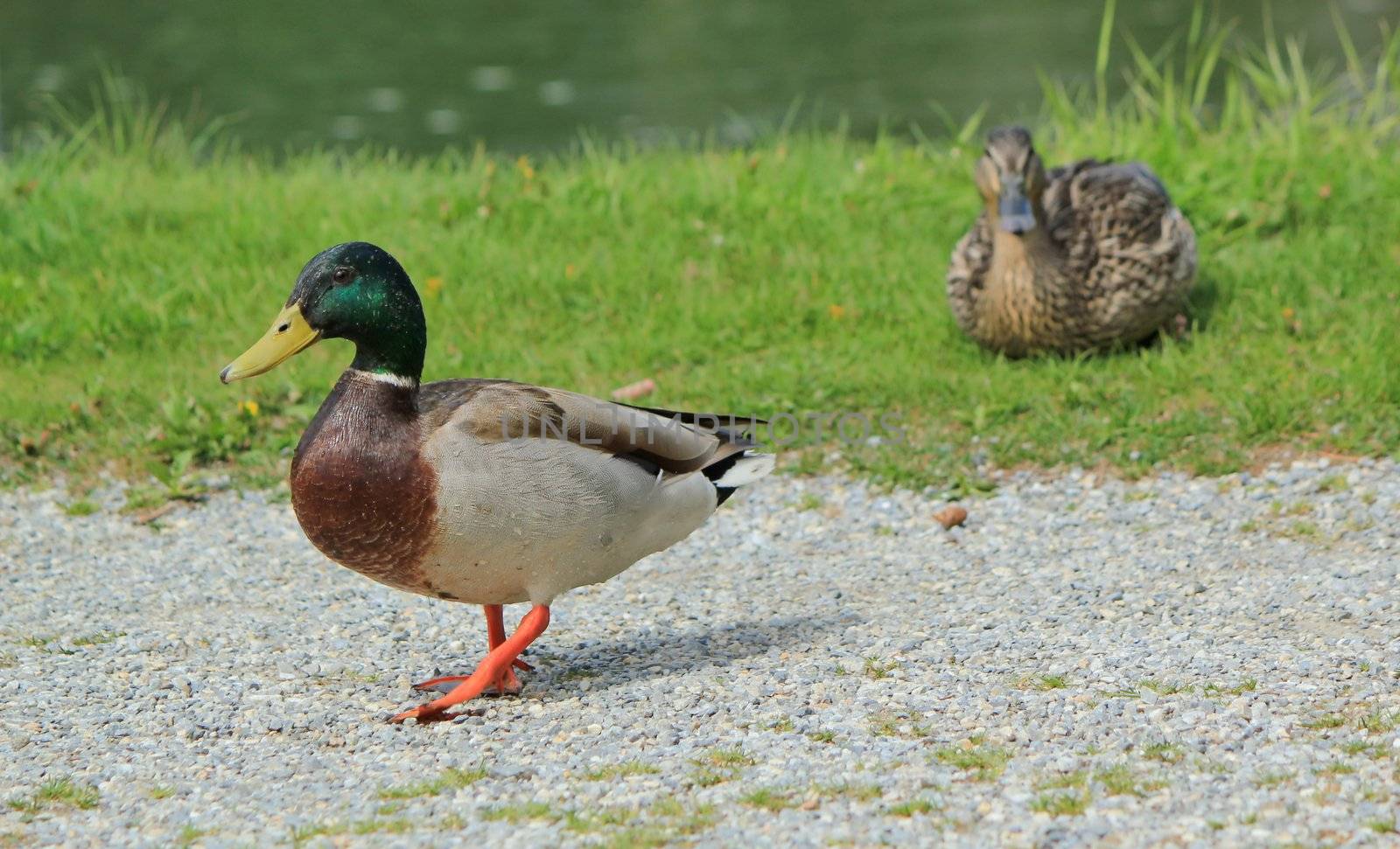 Couple of mallard ducks, female lying on the grass and male walking in gront of her on a path, next to a lake