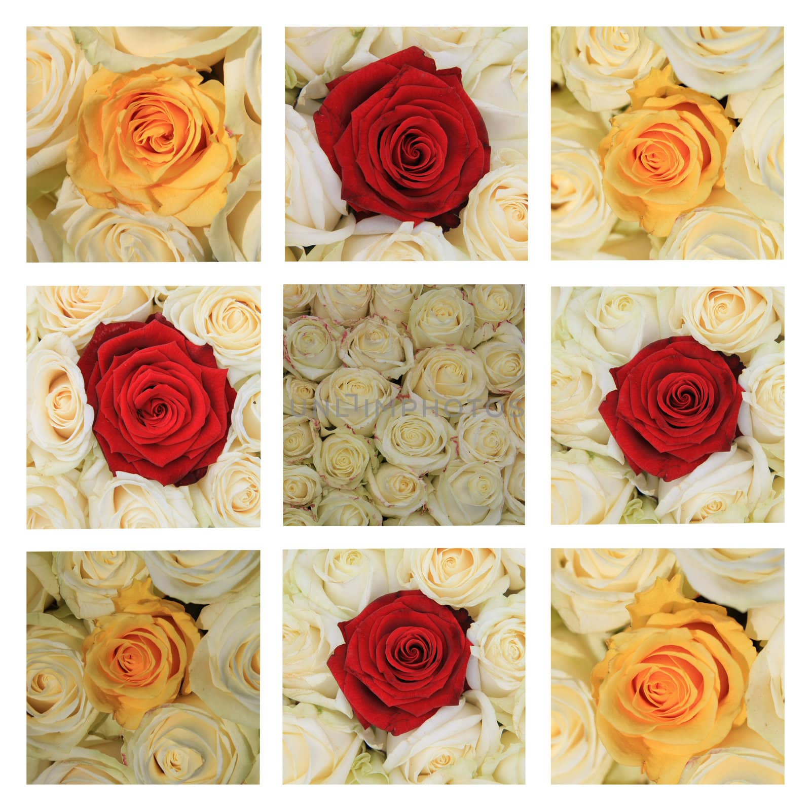 xL-collage made from 9 different high resolution rose images in white, yellow and red