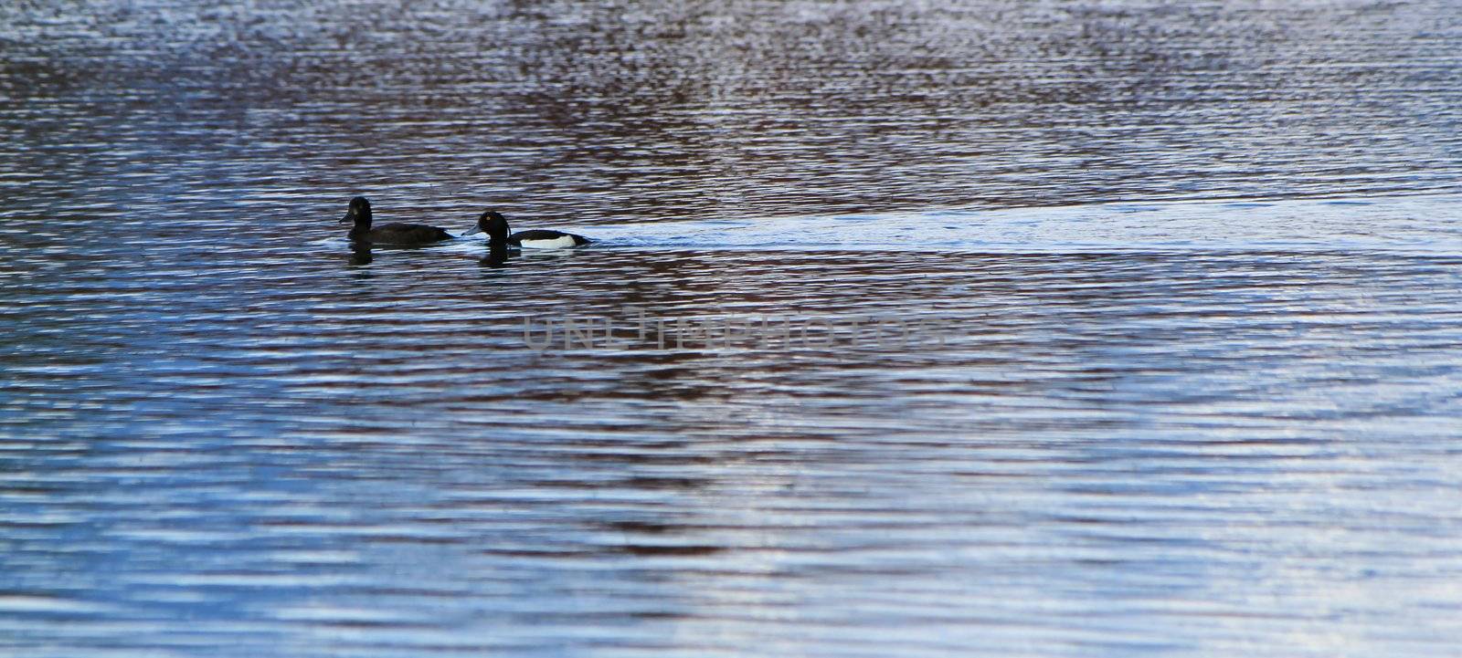 Couple of black ducks on water by Elenaphotos21