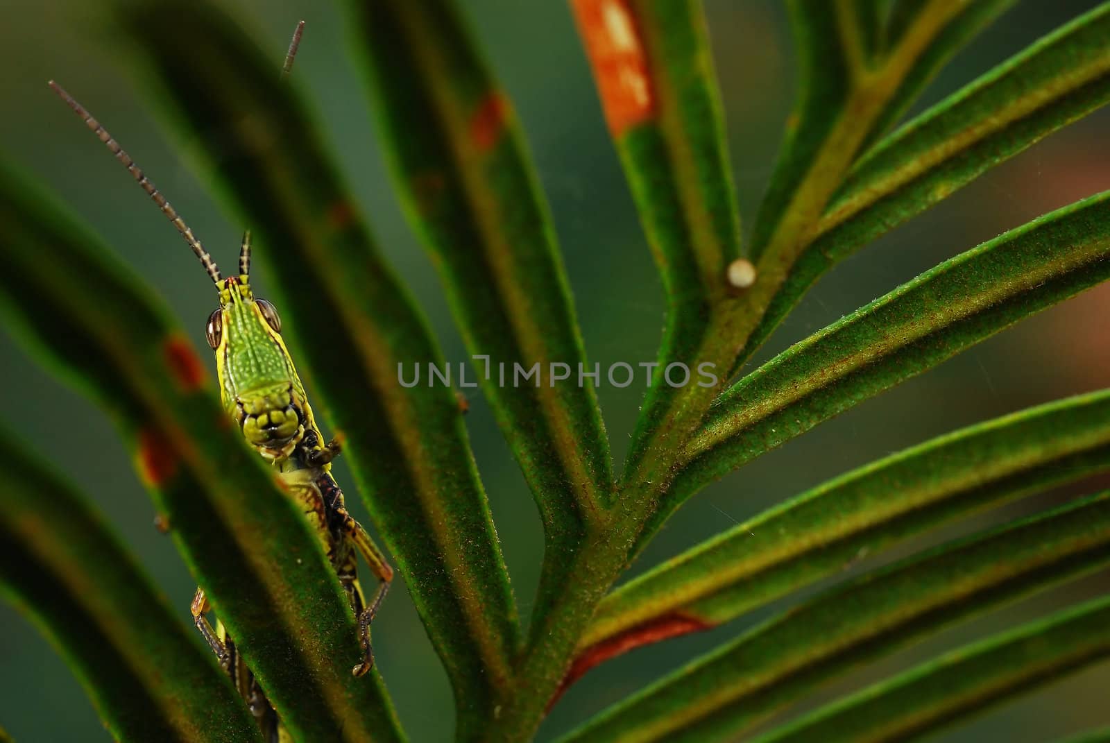 gasshopper behind leaf by porbital