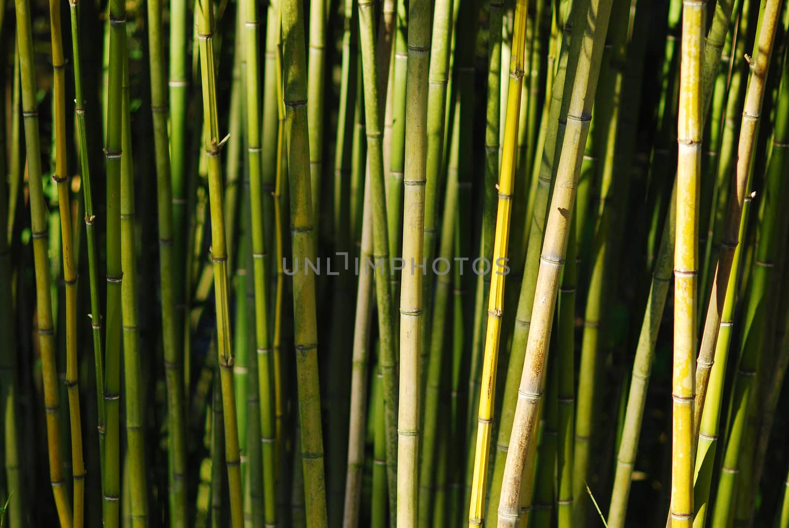 a pattern of green asian bamboo stems