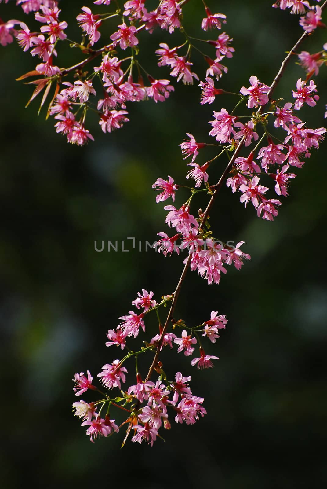 pink Thai Cherry blossom flower with green background