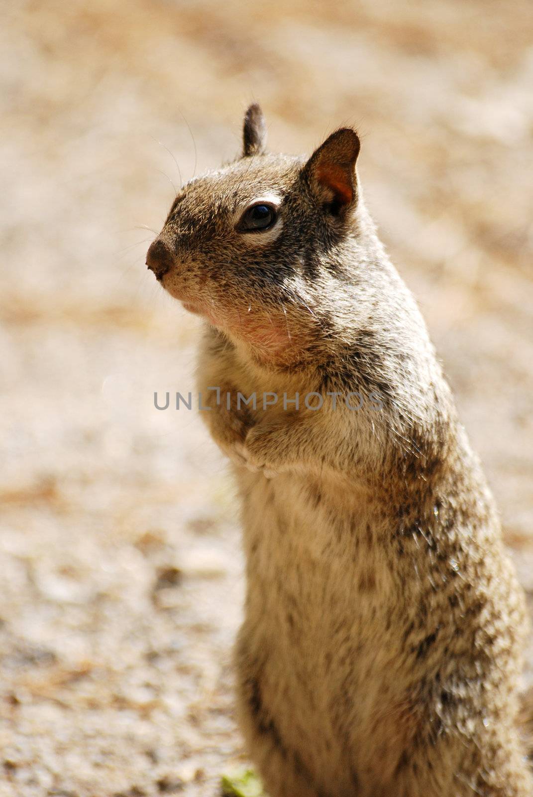 a squirrel was standing and looking for food