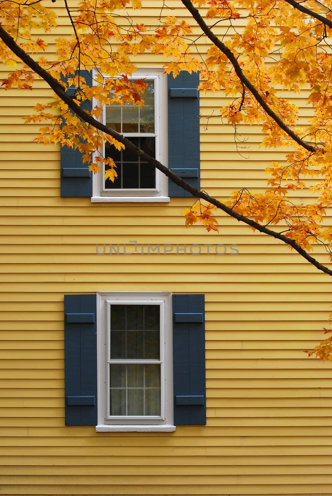 orange maple leave and window in autumn