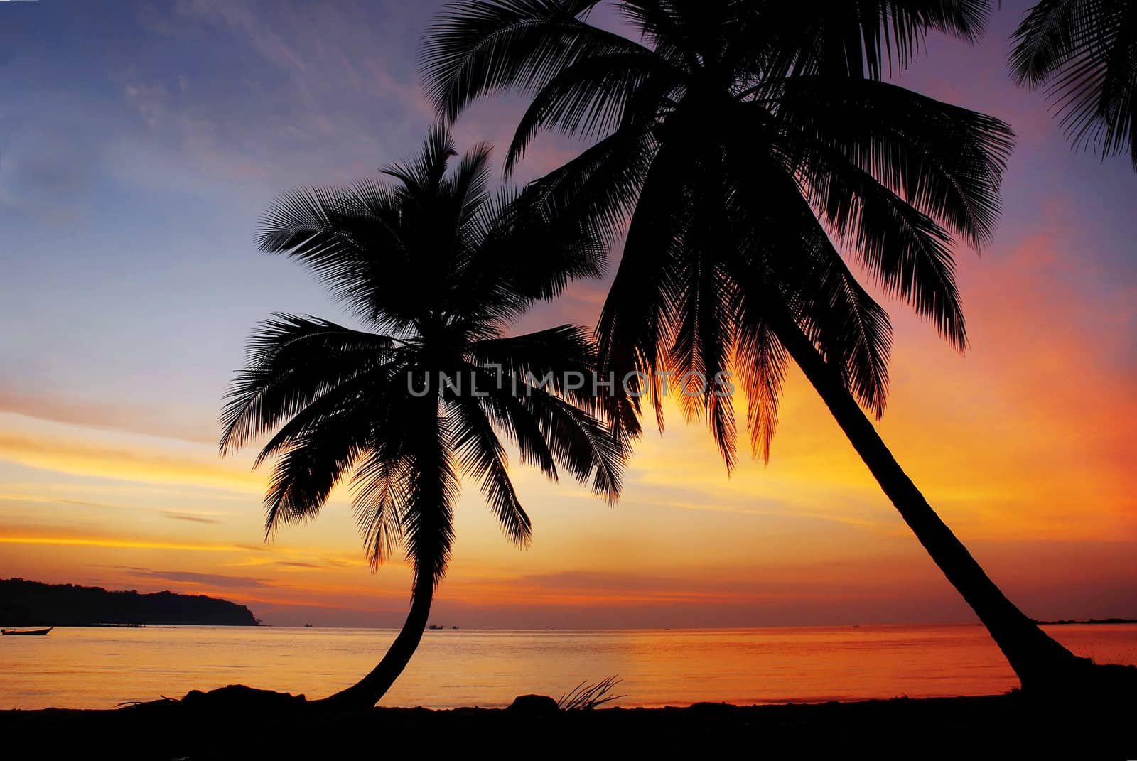 couple of coconut trees during sunset from Thailand