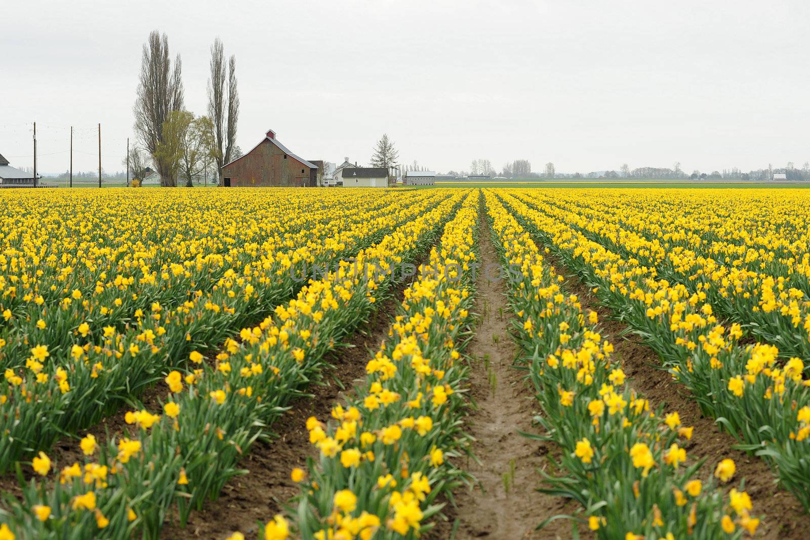 Yellow flower field by porbital