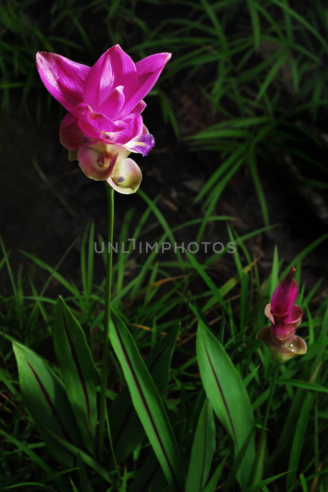 Siam tulip flower from Thailand. Colors are green and pink.