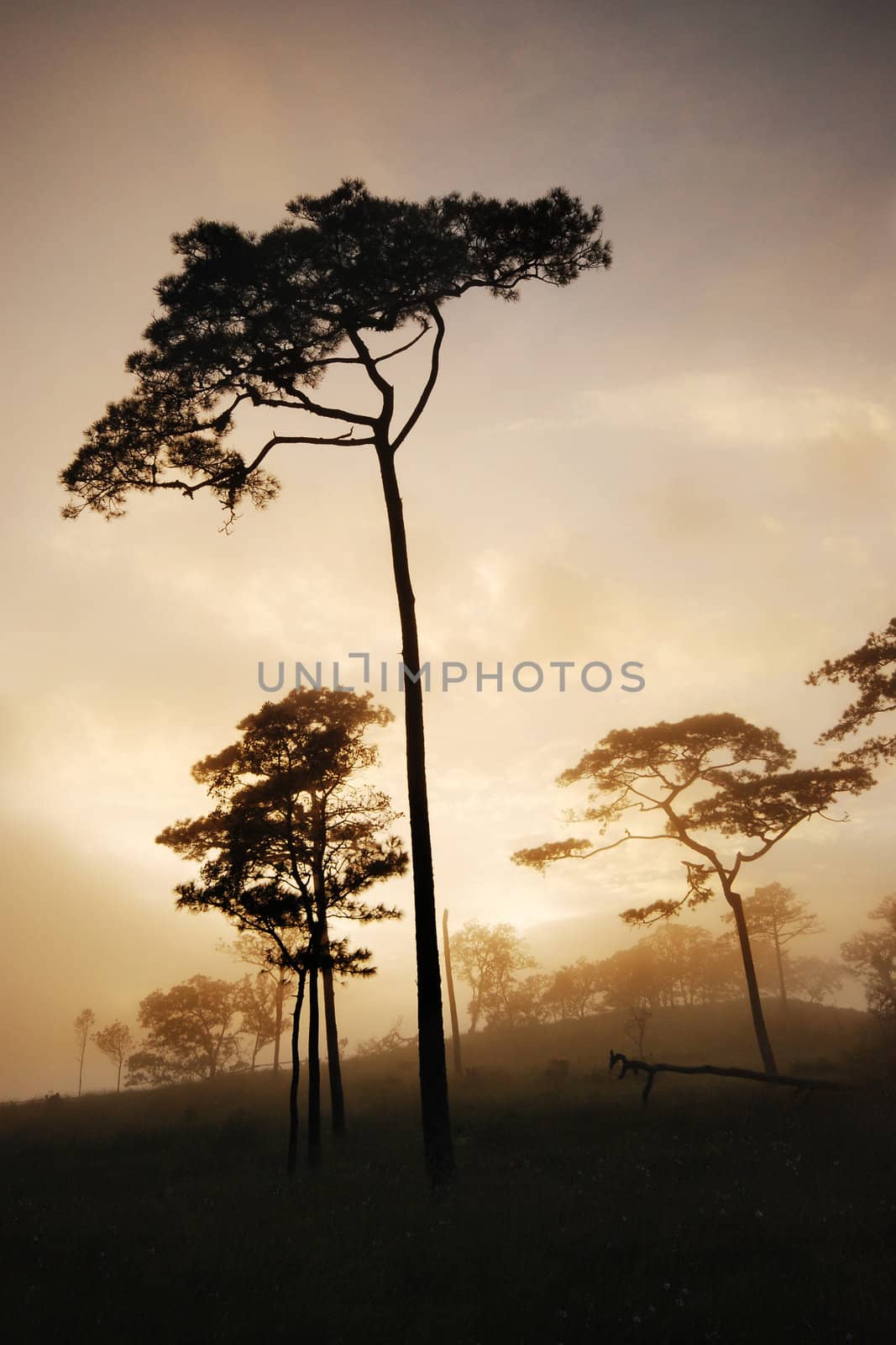 A pine tree in a fog with scattered light during sunset