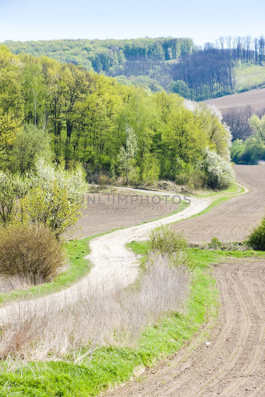 spring landscape with fields in Southern Moravia, Czech Republic