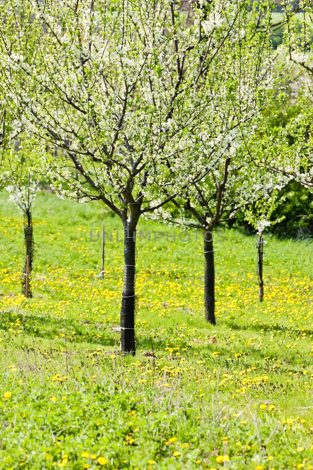 blooming orchard in spring