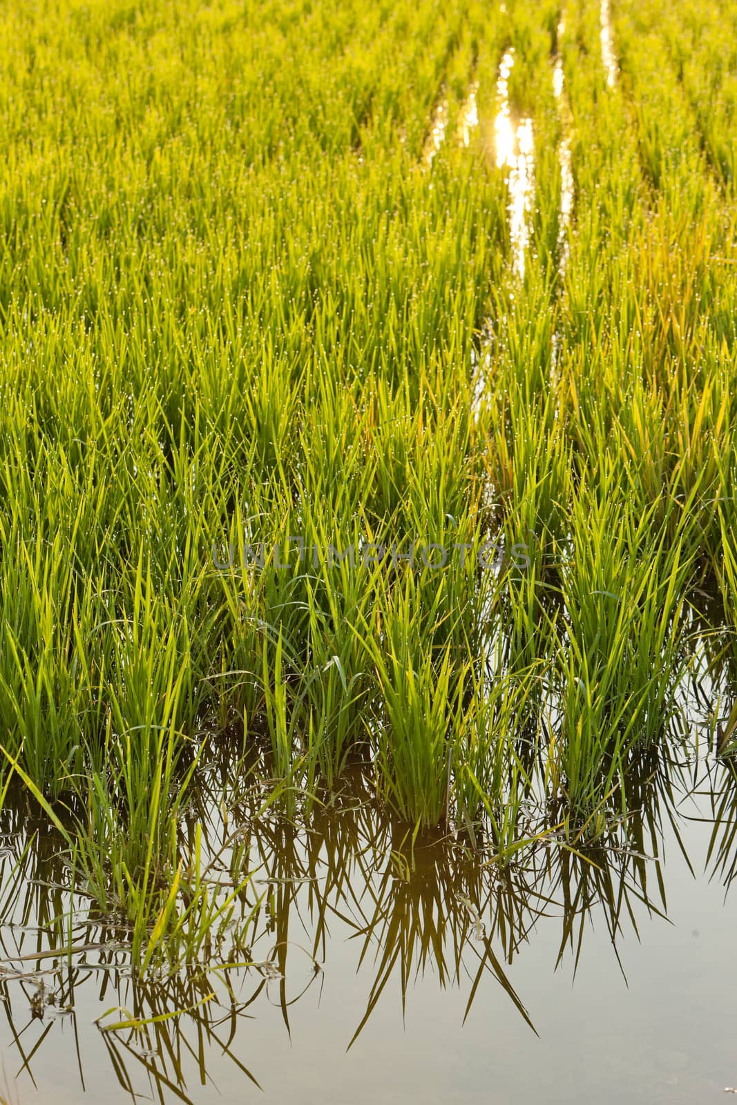 rice field near Tornaco, Piedmont, Italy