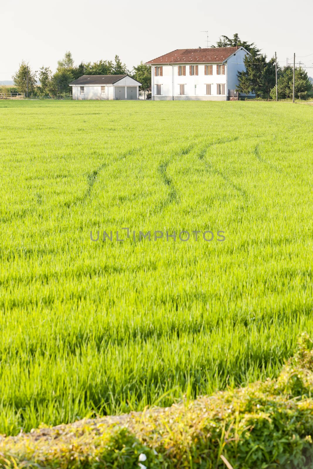 rice field near Tornaco, Piedmont, Italy