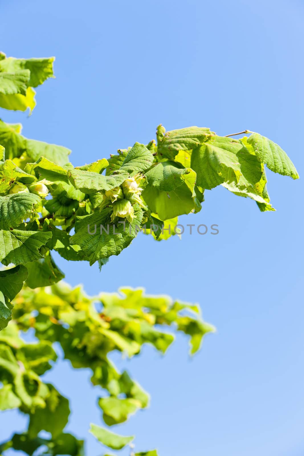 detail of hazelnut bush