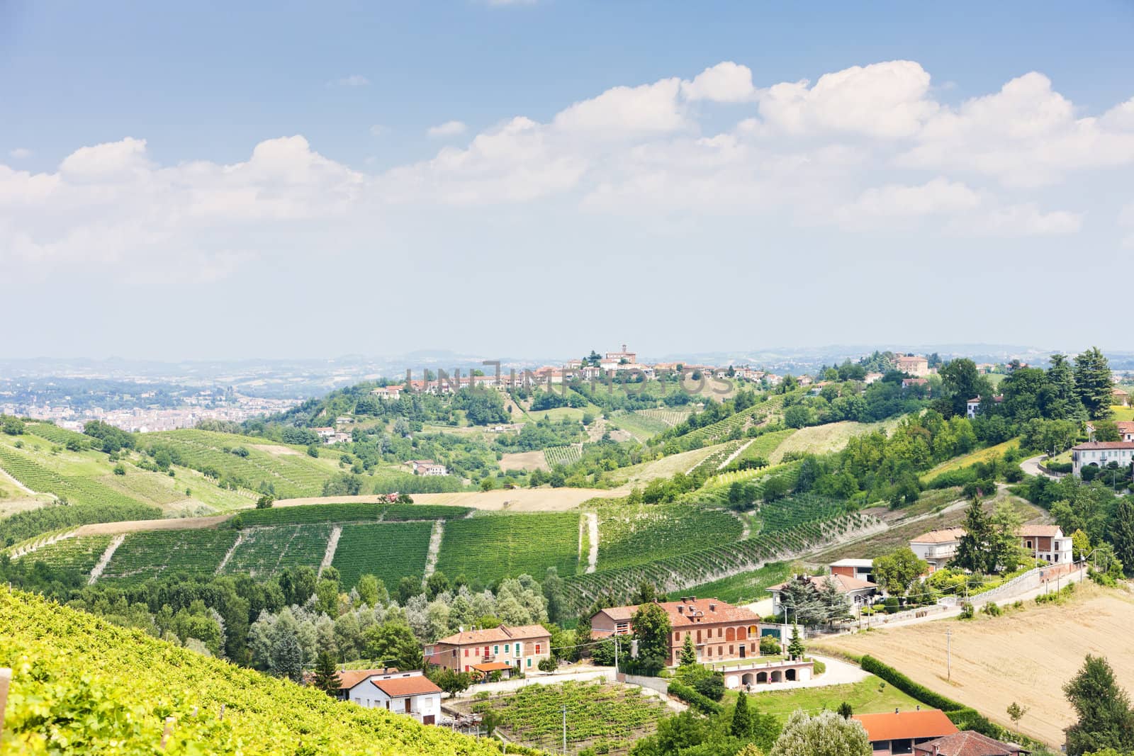 vineyar near Tana, Asti Region, Piedmont, Italy by phbcz