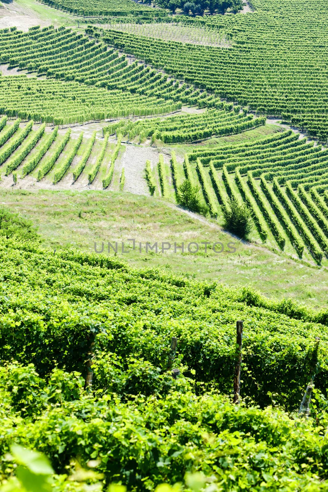 vineyars near Barbaresco, Piedmont, Italy