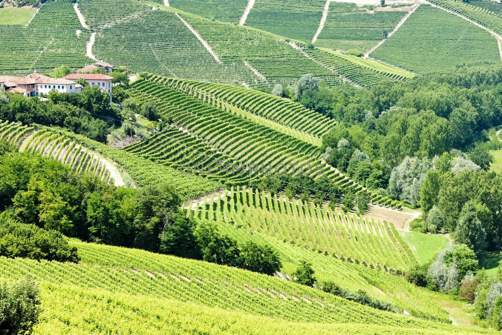 vineyars near Barbaresco, Piedmont, Italy