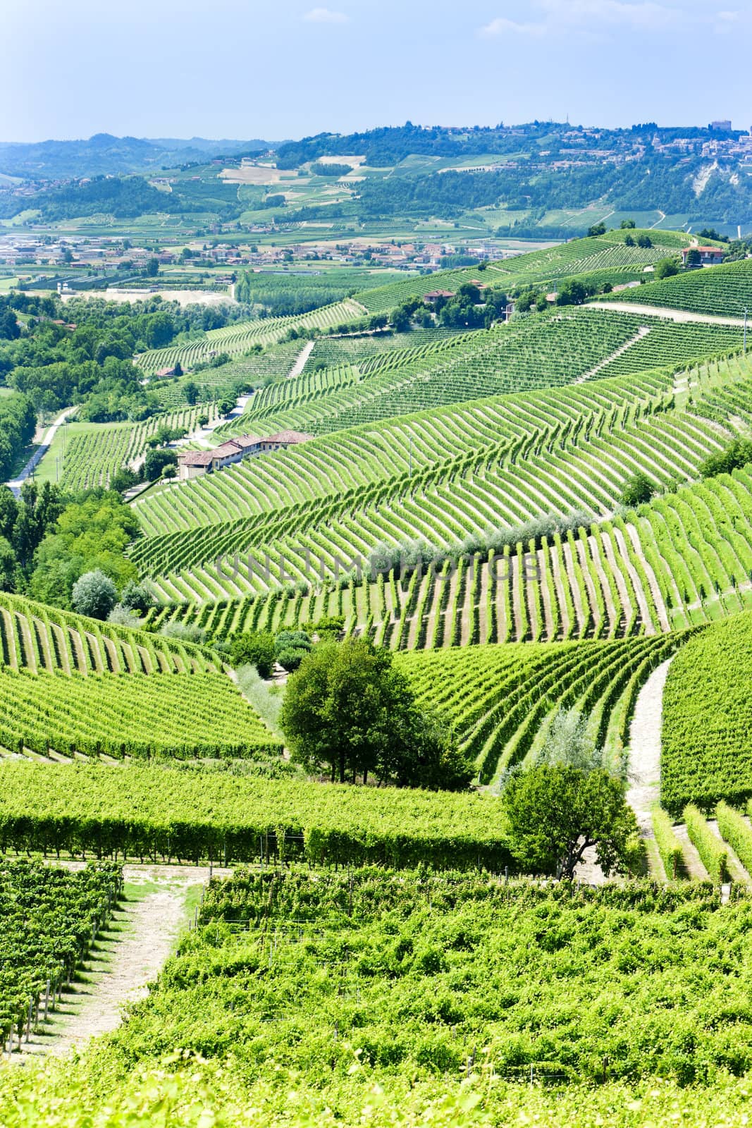 vineyars near Barbaresco, Piedmont, Italy