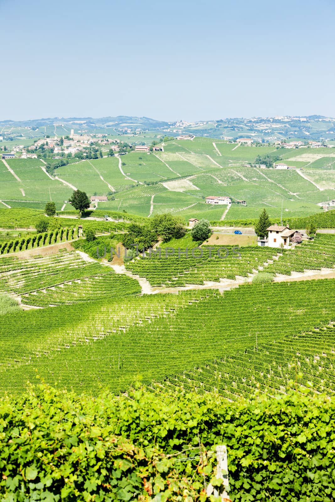 vineyars near Barolo, Piedmont, Italy