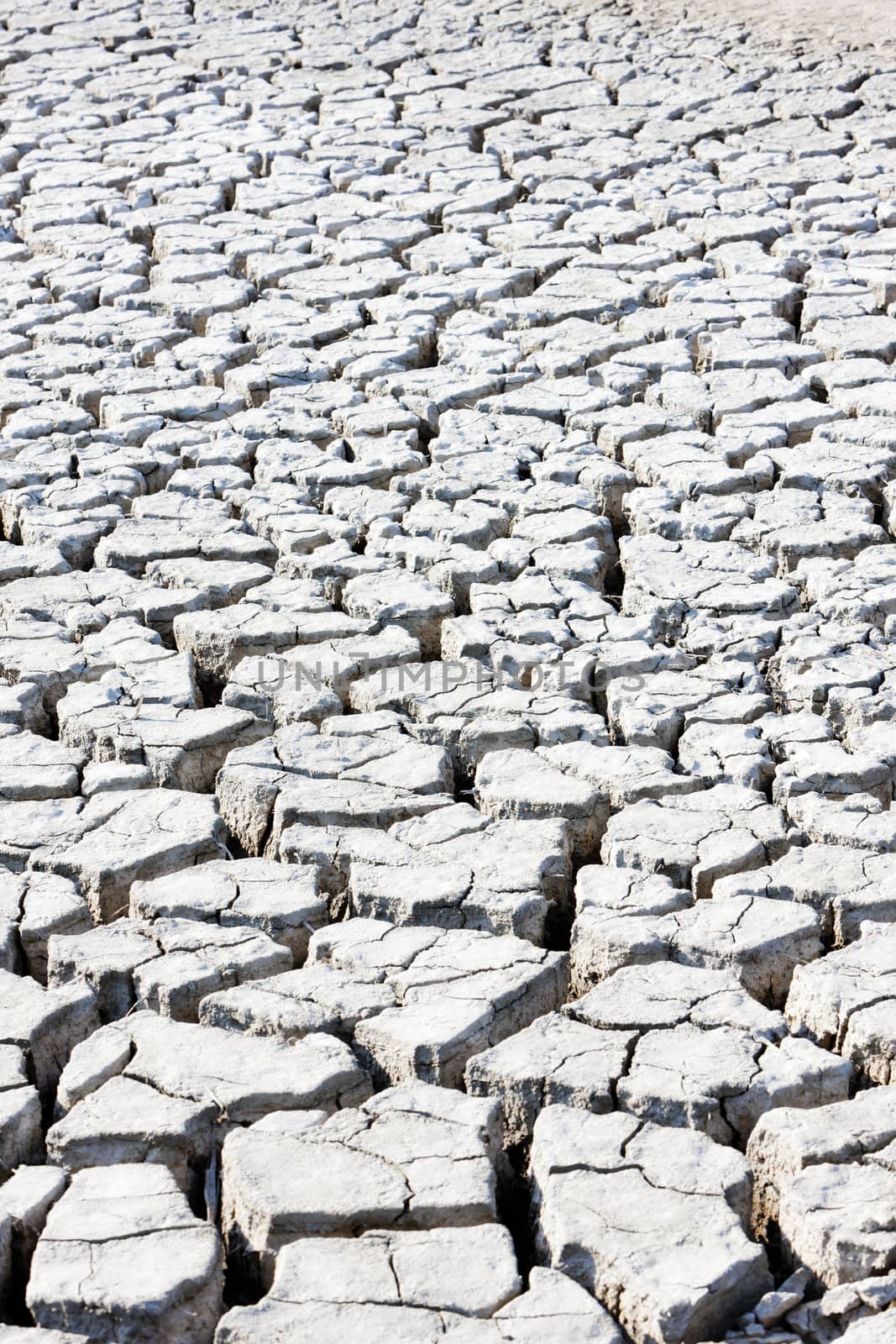 dry land, Parc Regional de Camargue, Provence, France