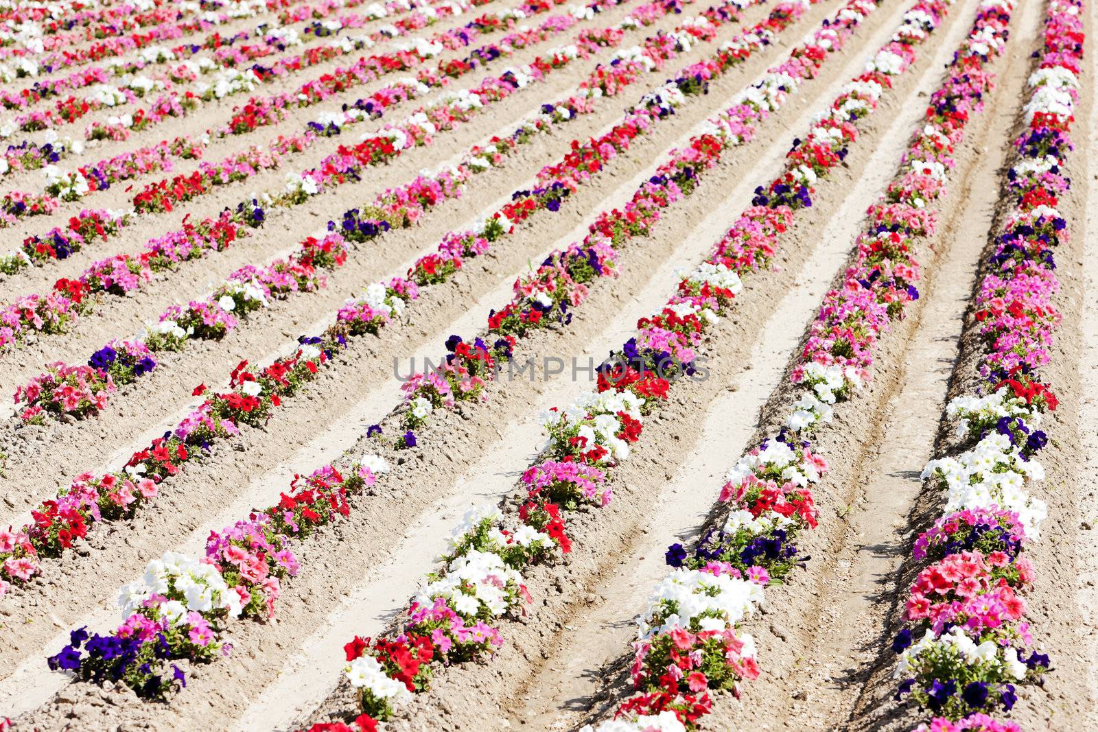 flower field, Provence, France by phbcz
