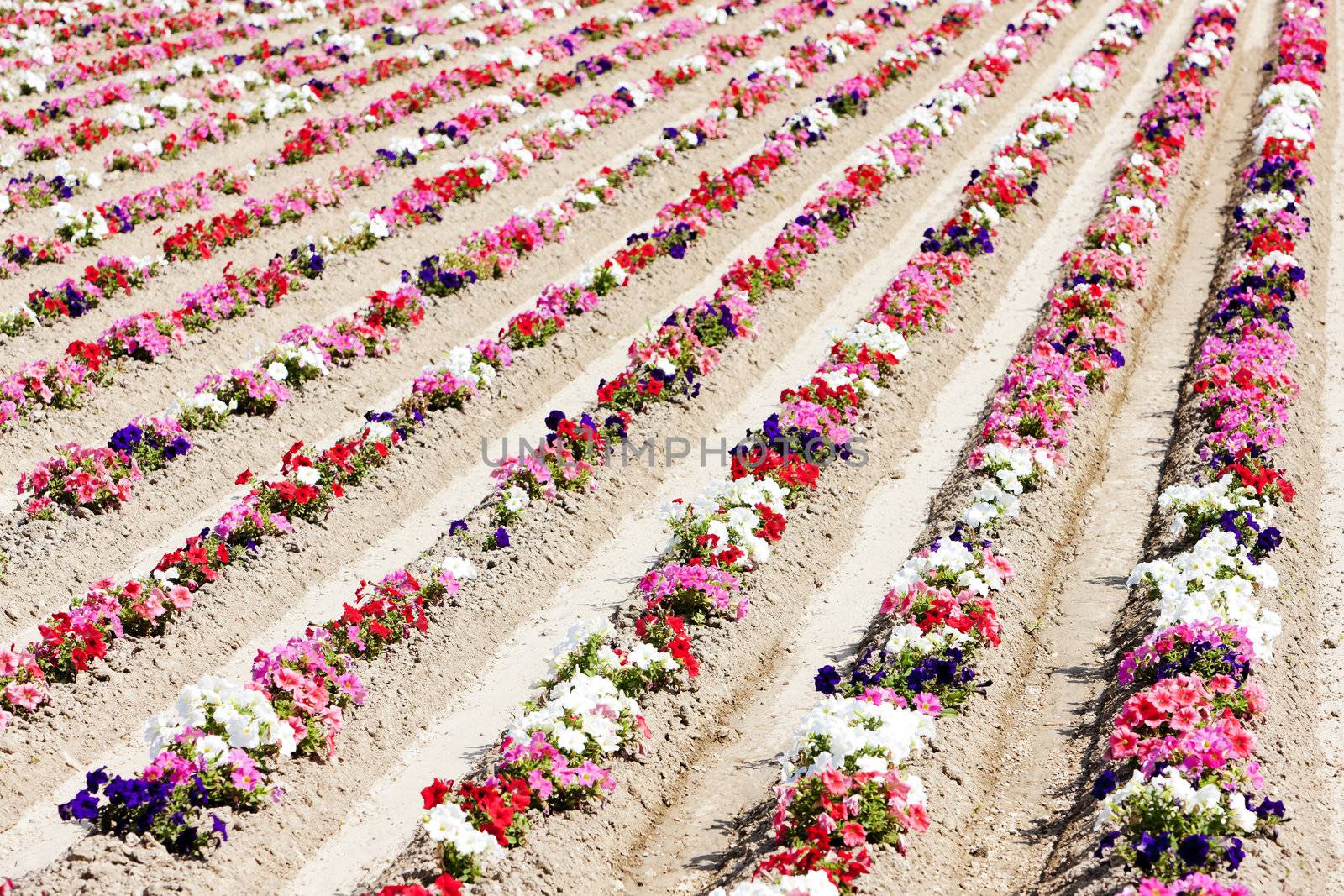 flower field, Provence, France