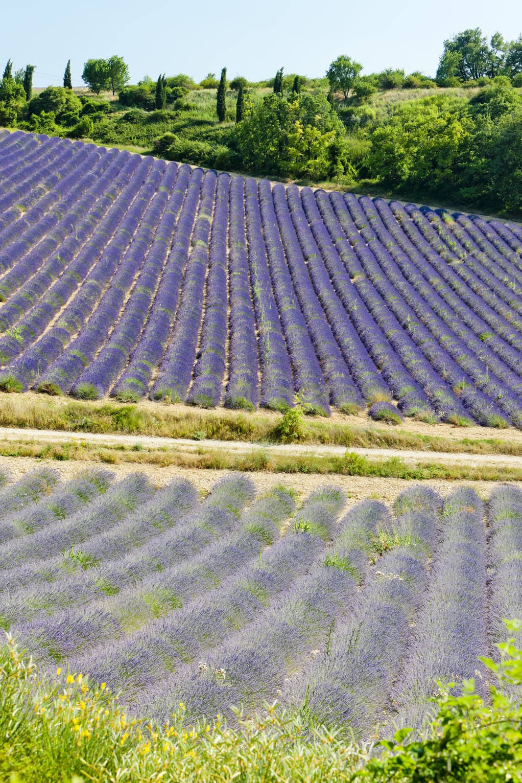 lavender field, Plateau de Valensole, Provence, France